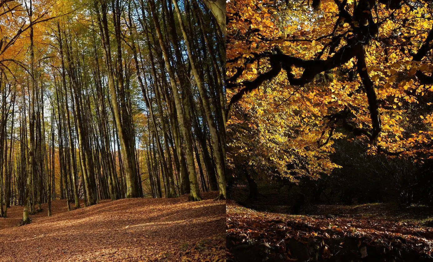 تصاویر؛ پاییزِ افسونگر مازندران