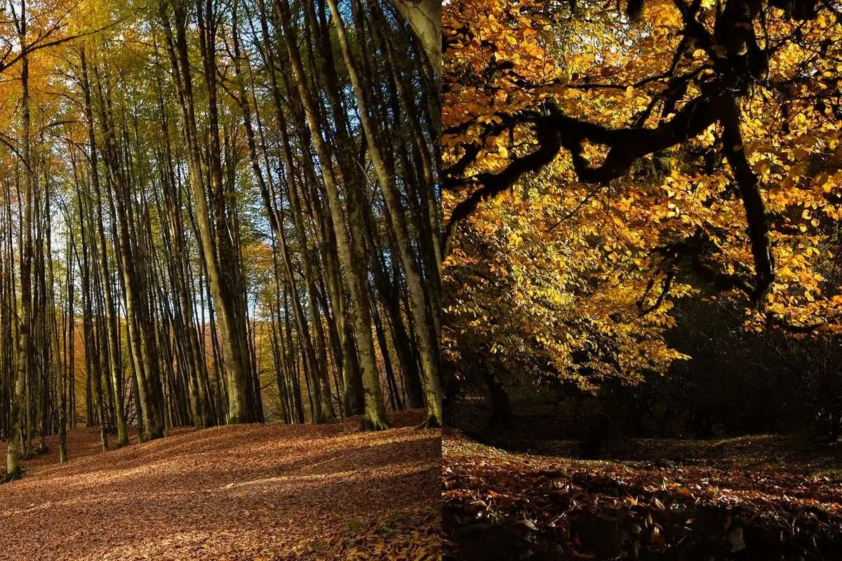 تصاویر؛ پاییزِ افسونگر مازندران