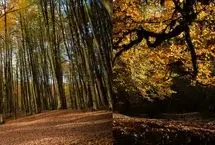 تصاویر؛ پاییزِ افسونگر مازندران