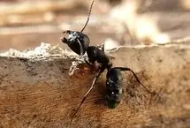 وقتی مورچه‌ها ناچار می‌شوند مادرشان را بکشند!