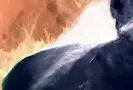 فاجعه‌ای که لکه نفتی عمان به دنبال دارد! 