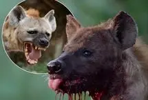 لحظه‌ای که خون از پوزه کفتار می‌چکد