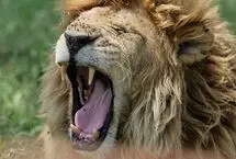 لحظات نفس‌گیر حیات وحش؛ از خمیازه شیر تا استراحت در یخ
