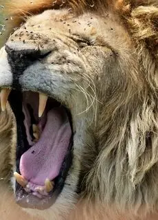 لحظات نفس‌گیر حیات وحش؛ از خمیازه شیر تا استراحت در یخ
