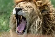 لحظات نفس‌گیر حیات وحش؛ از خمیازه شیر تا استراحت در یخ
