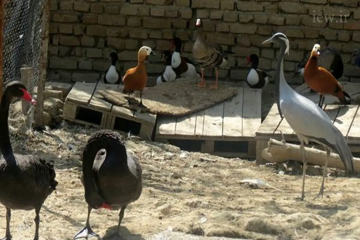 کشف پرندگان وحشی در باغ خصوصی