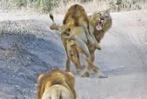 کمین مرگبار شیرها برای رقیب؛ حمله غافلگیرانه از پشت