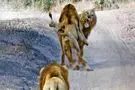 کمین مرگبار شیرها برای رقیب؛ حمله غافلگیرانه از پشت