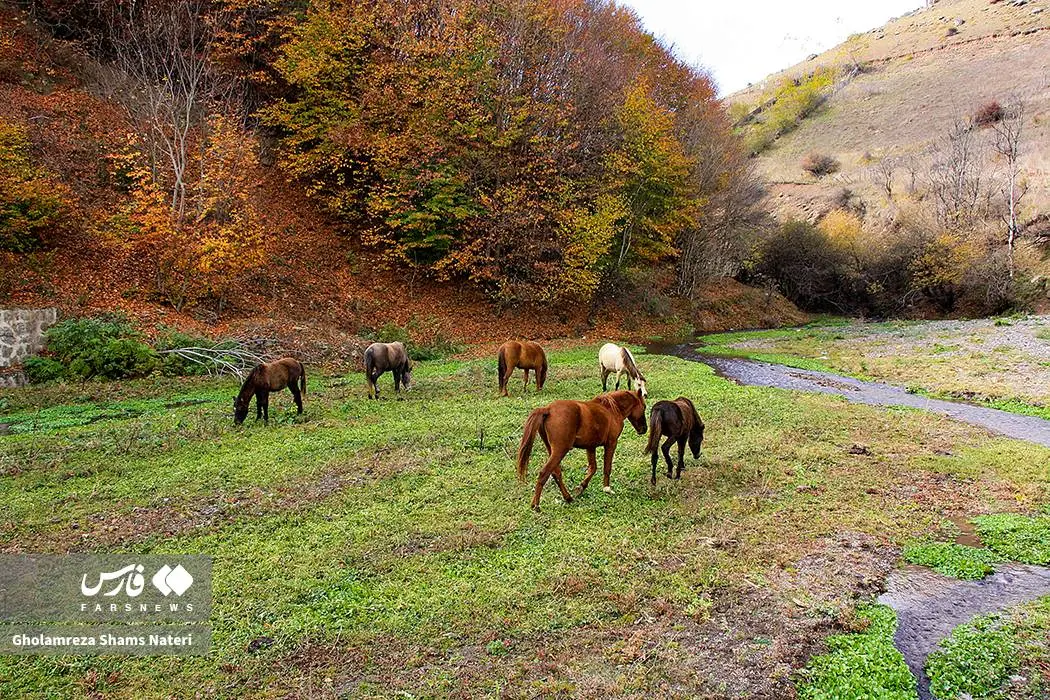 عکس صفحه گوشی پاییز