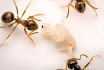 یک کشف عجیب: مورچه‌ها هم خودکشی می‌کنند!