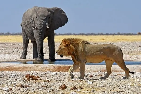 فیل نری که قهرمان نشد!
