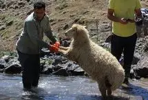 تصاویر؛ شورینگا؛ شست‌وشوی گوسفندان در چالوس
