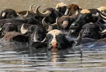 مرگ گسترده گاومیش‌ها در بخش عراقی تالاب هورالعظیم