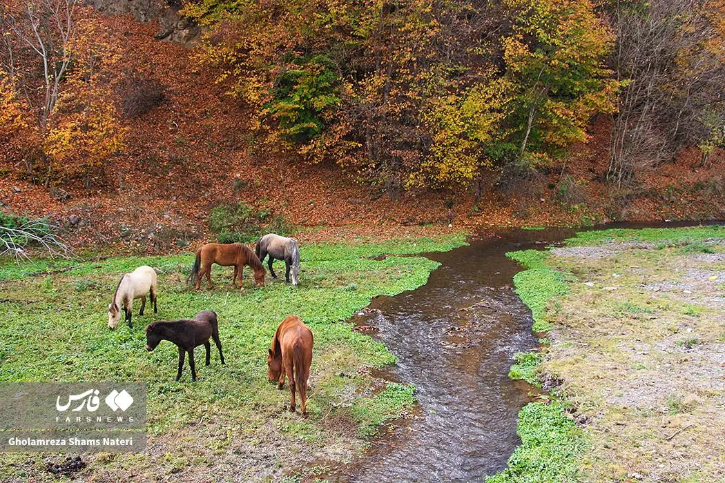 عکس صفحه گوشی پاییز