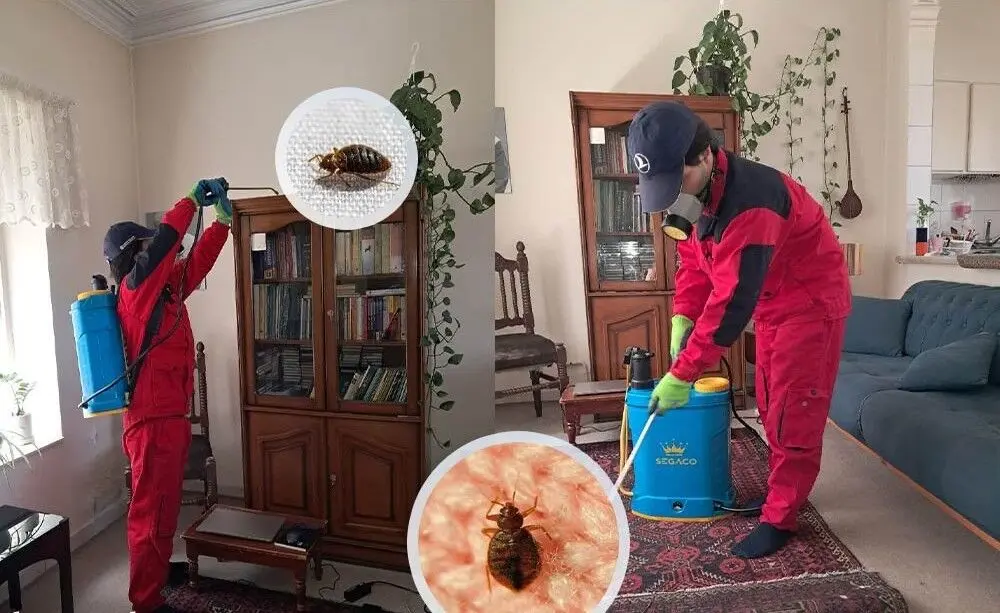 آموزش سمپاشی ساس (طبق راهنمای متخصصین شرکت سمپاشی ساس ناک اوت)