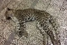 کشف لاشه پلنگ ایرانی در بوشهر