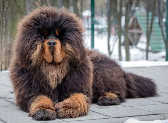 گران‌ترین حیوان خانگی جهان؛ سگ غول‌پیکر یک میلیون دلاری