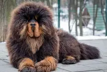 گران‌ترین حیوان خانگی جهان؛ سگ غول‌پیکر یک میلیون دلاری