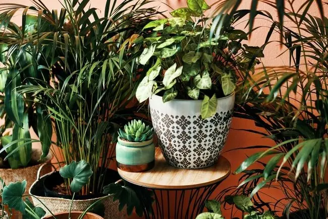 علامت هشدار برای تعویض فوری گلدان