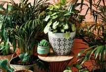 علامت هشدار برای تعویض فوری گلدان