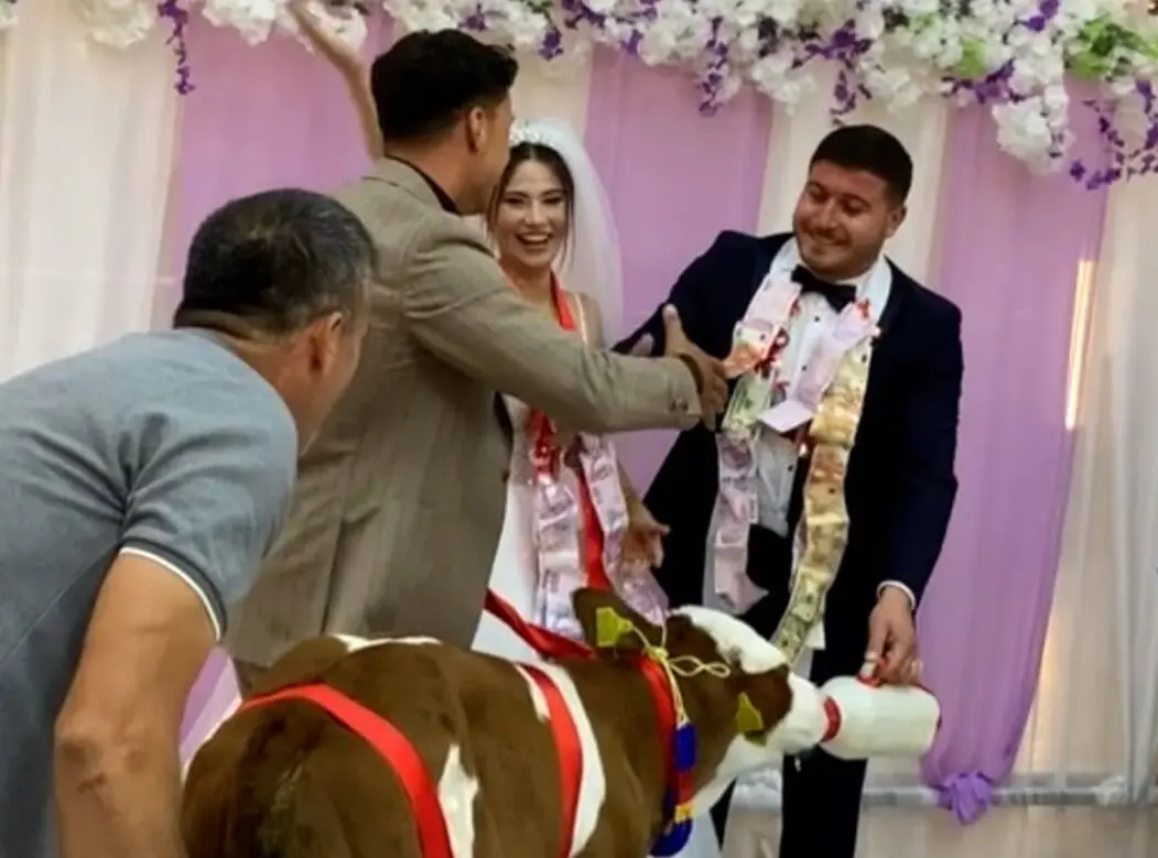 هدیه متفاوت دوستان به داماد در جشن عروسی؛ یک گوساله! 
