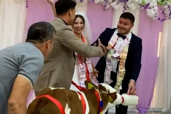 هدیه متفاوت دوستان به داماد در جشن عروسی؛ یک گوساله! 
