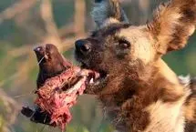 تصاویر؛ صحنه‌ای وحشتناک از شکار نوزادان گراز توسط سگ‌های وحشی 