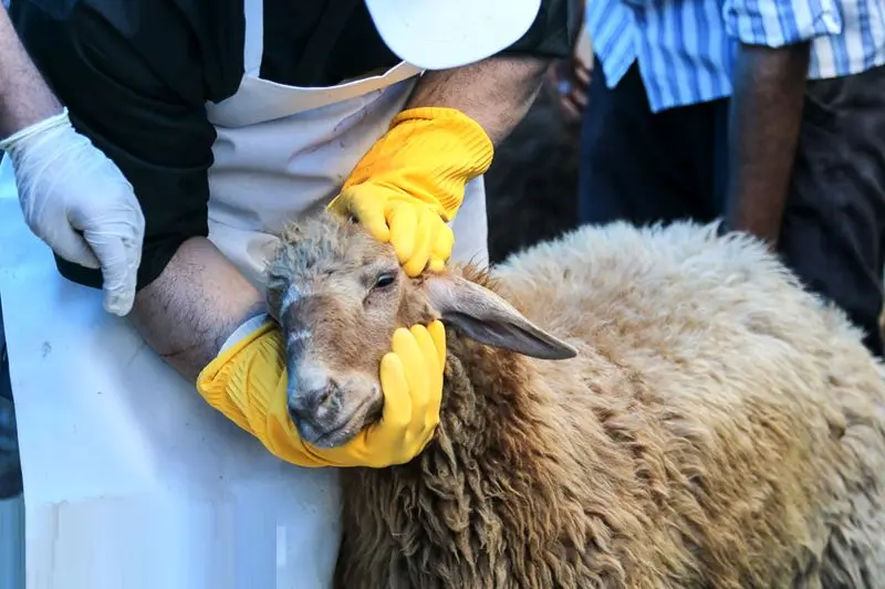 هشدارهای جدی درباره ذبح دام در عید قربان