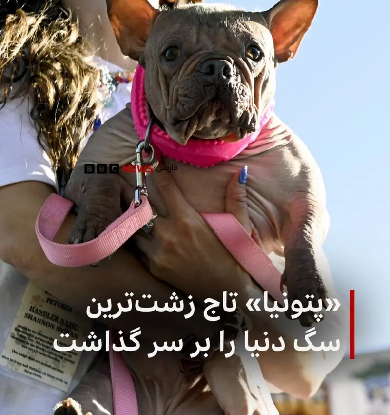 سگ