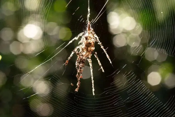 ترفند عجیب عنکبوت برای فریب شکارچیان