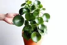 پرورش و نگهداری از گیاه قاشقی؛ آبیاری گل قاشقی چگونه است؟