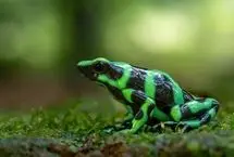 سم نادری که الکسی ناوالنی را کُشت چه بود؟ / پای یک قورباغه درمیان است