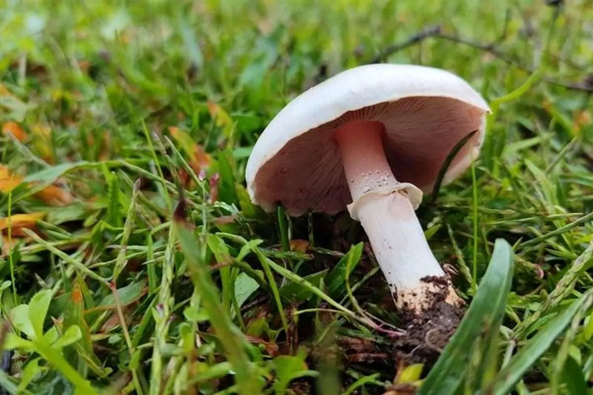 آمار هولناک فوتی‌ها و مسمومان با قارچ سمی