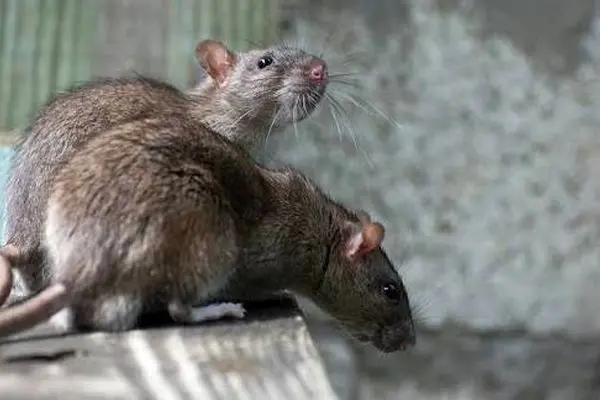 ویدئوی جنجالی از حضور موش‌ها در بخش ارتوپدی یک بیمارستان 