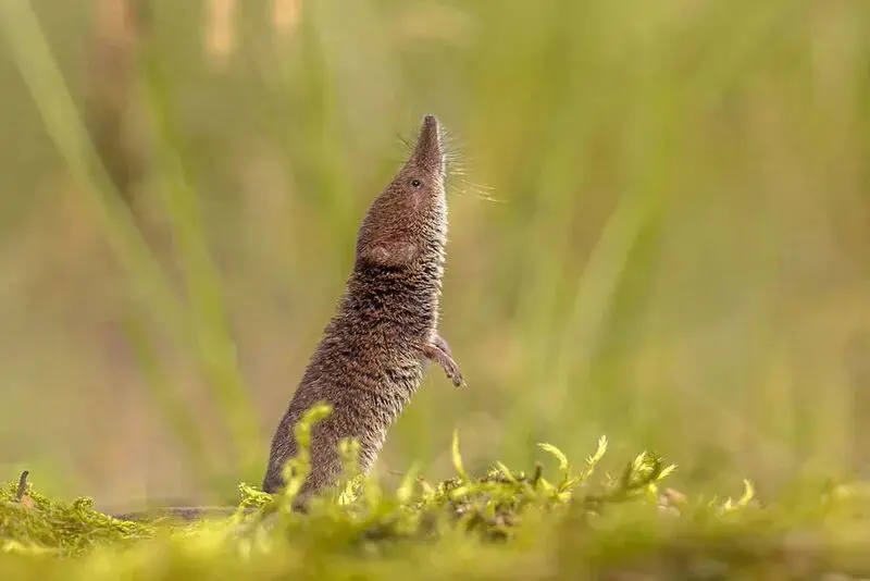 Crocidura stanleyi