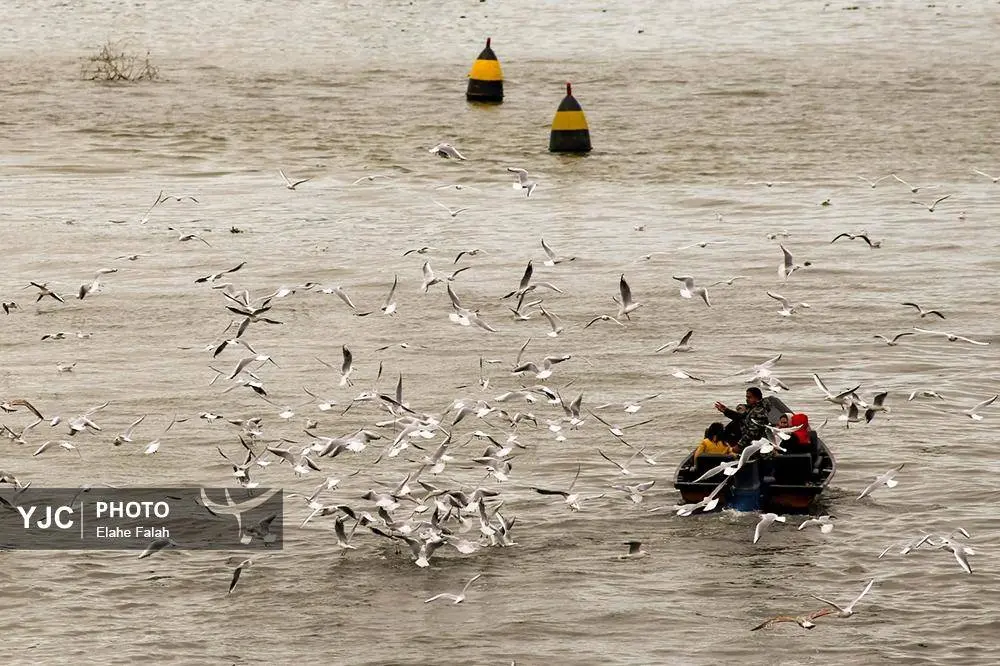 تصاویر؛ کاکایی‌ها؛ تماشایی‌ترین رفت‌وآمد زمستانی انزلی 27