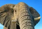 ببینید؛ جراحت دلخراش پای یک فیل در تله سیمی