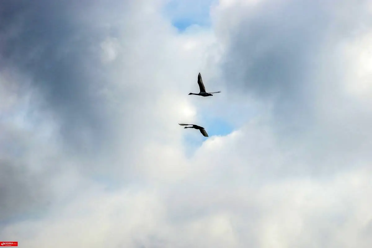 تصاویر؛ سرخرود مازندران میزبان قو‌های آوازخوان 15