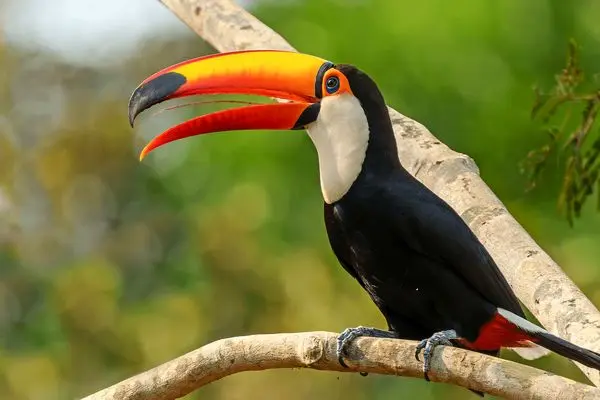 تصویری شوکه کننده از توکان که جوجه‌ای را ربود و سلاخی کرد