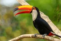 تصویری شوکه کننده از توکان که جوجه‌ای را ربود و سلاخی کرد