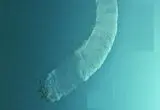 تصاویر شگفت‌انگیز از موجودی نادر در اعماق اقیانوس