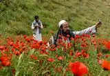  تصاویر دیدنی از دشت‌های شقایق در شمال افغانستان