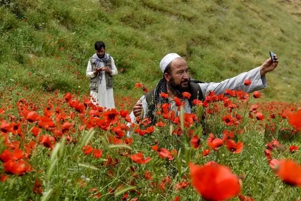  تصاویر دیدنی از دشت‌های شقایق در شمال افغانستان