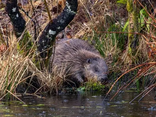 بازگشت یک جانور منقرض‌شده به رودخانه‌های بریتانیا پس از ۴ قرن