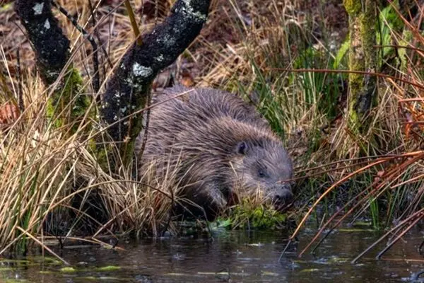 بازگشت یک جانور منقرض‌شده به رودخانه‌های بریتانیا پس از ۴ قرن
