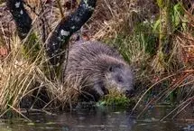 بازگشت یک جانور منقرض‌شده به رودخانه‌های بریتانیا پس از ۴ قرن