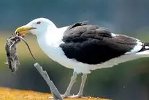 شکار و بلعیدن موش توسط یک مرغ دریایی