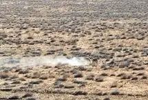 ببینید؛ نبرد دو آهوی نر در پارک ملی گلستان