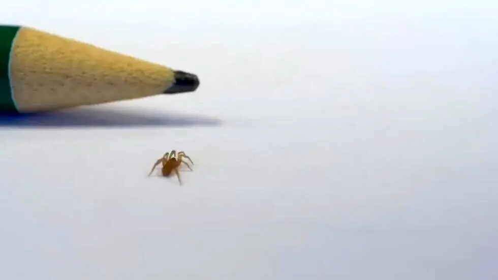 برای اولین بار از یک گونه جدید عنکبوت فیلمبرداری شد