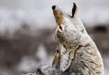 عکس؛ علاقه عجیب کایوت به سر شکار